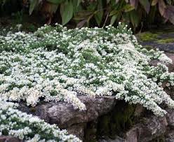 Астра вересковая Snow Flurry — Chelsea Garden