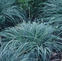 Осока повислая Blue Zinger — Chelsea Garden